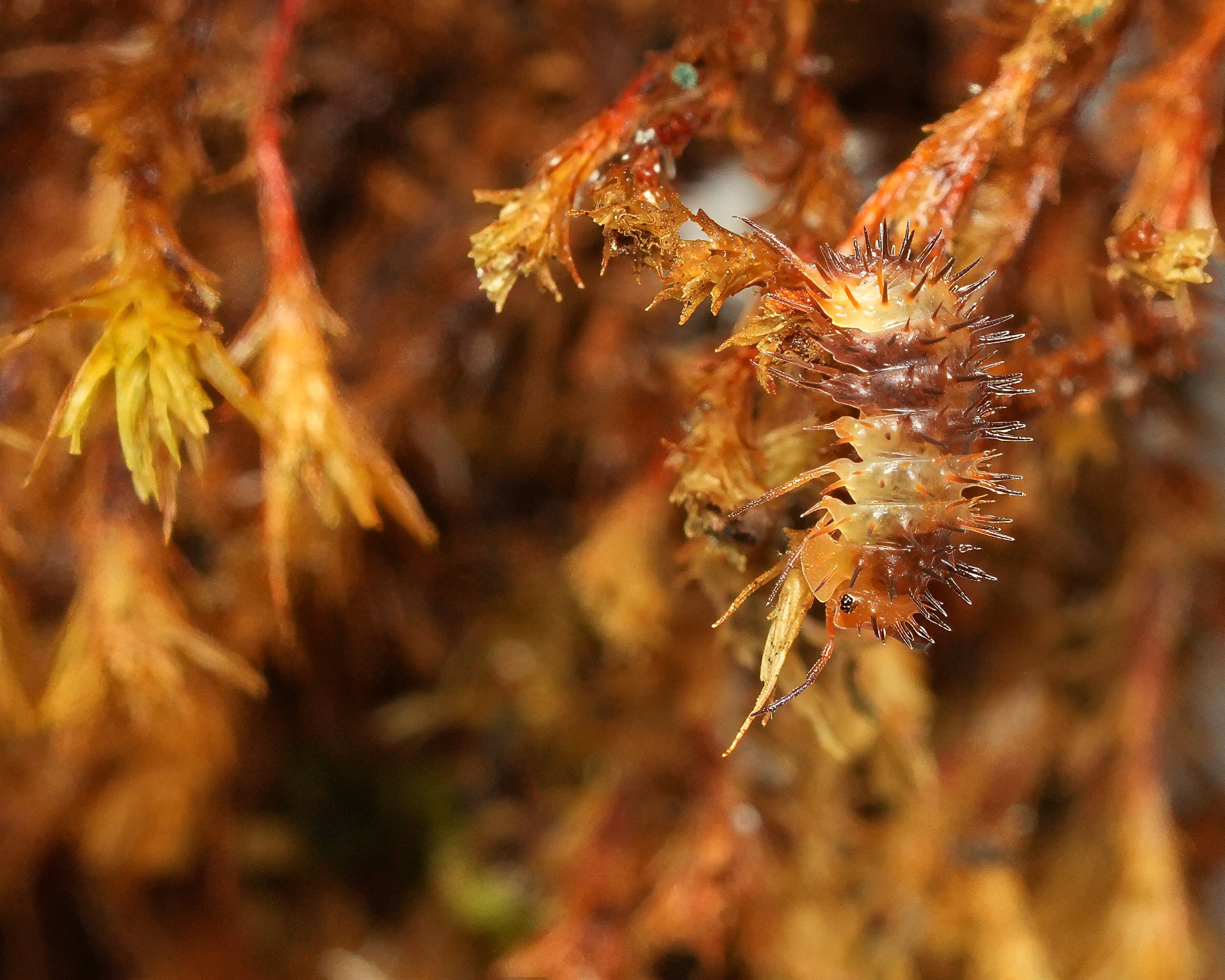 a magma spiky isopopd hanging down from some moss