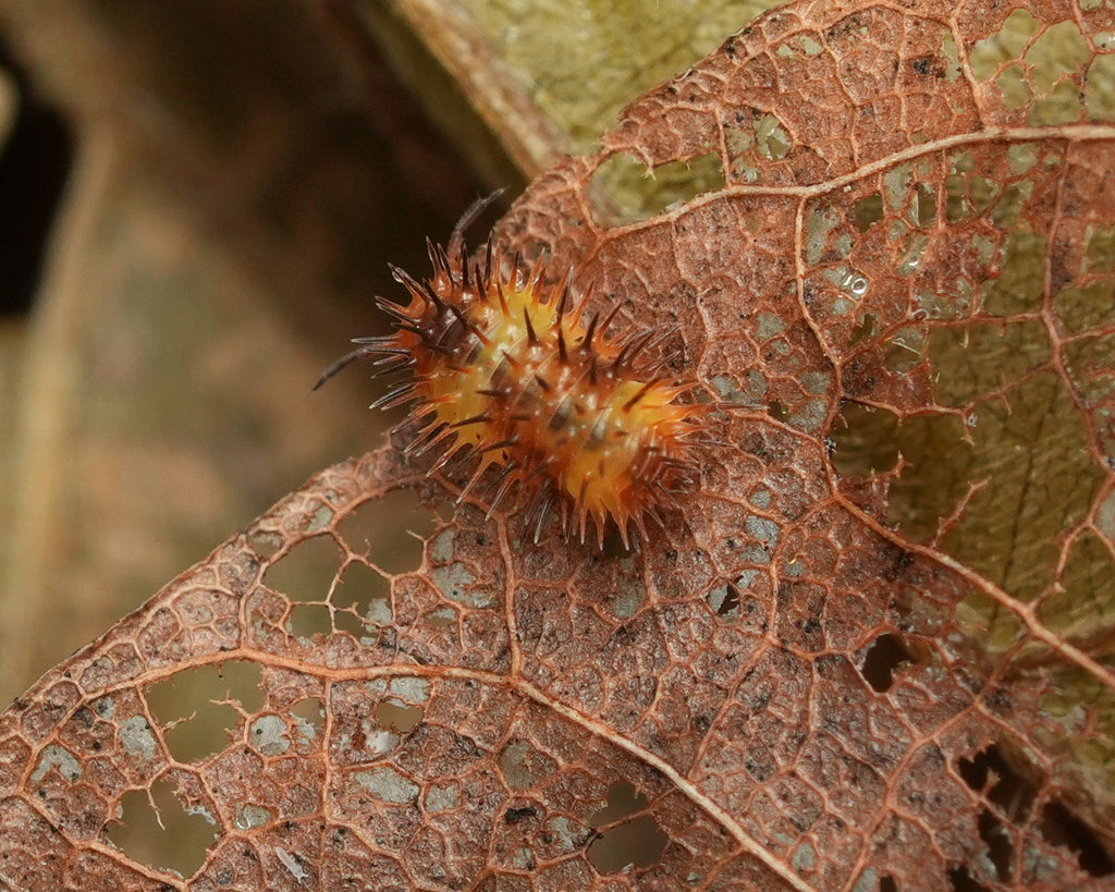 a backside of a magma spiky isopod