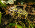 dryad moss spikey green isopod