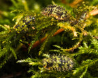 group of dryad moss spiky isopods
