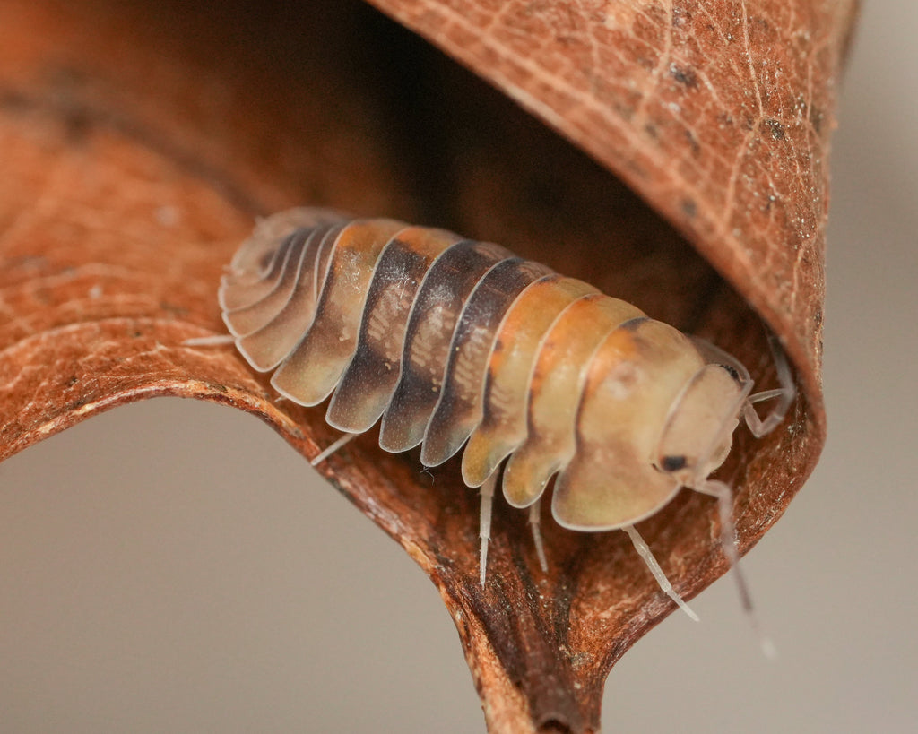 A cubaris opal isopod in a leaf