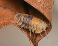A cubaris opal isopod in a leaf