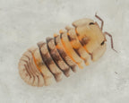 A cubaris opal isopod with a white background