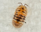 A cubaris opal isopod with a white background