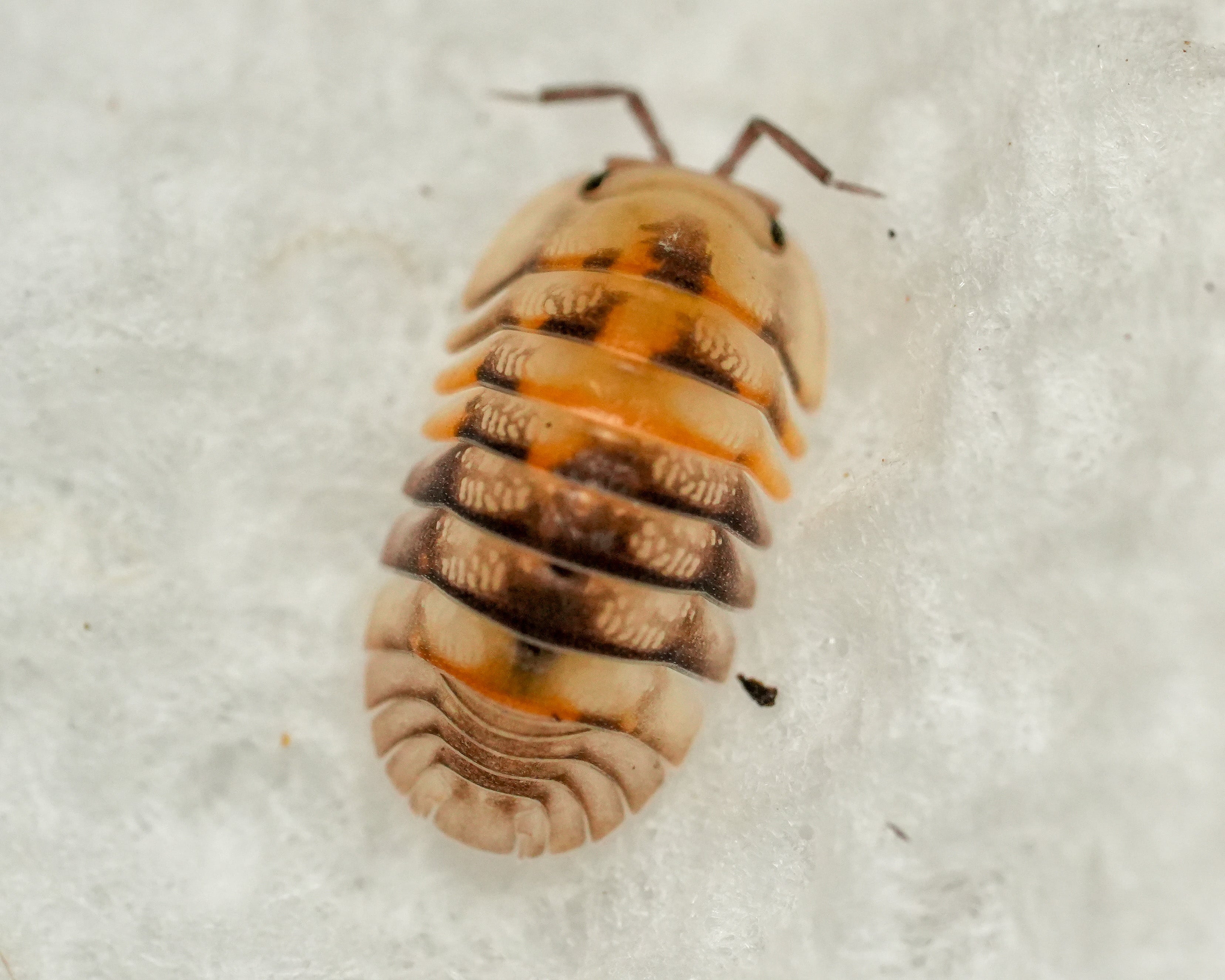 A cubaris opal isopod with a white background