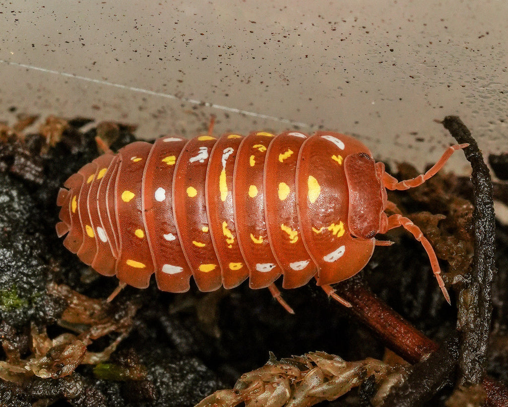 Orange Corfu isopod that is roaming on some substrate 