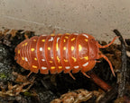 Orange Corfu isopod that is roaming on some substrate 