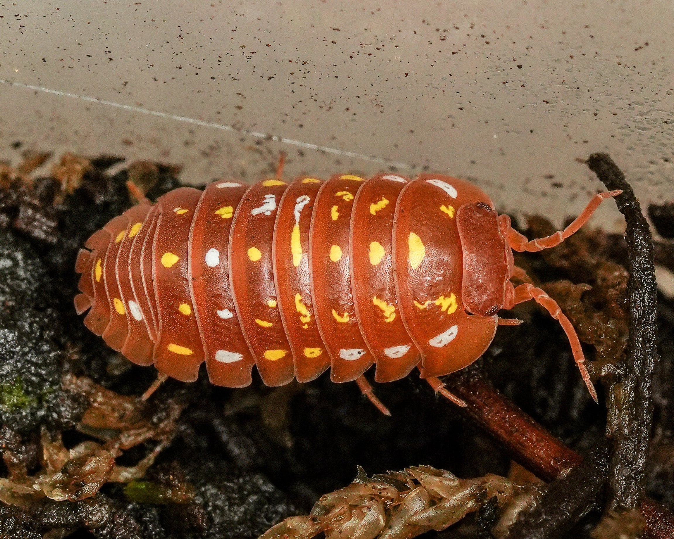Orange Corfu isopod that is roaming on some substrate 