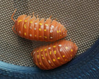 Orange Korfu - 6ct