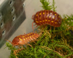 Orange Korfu - 6ct