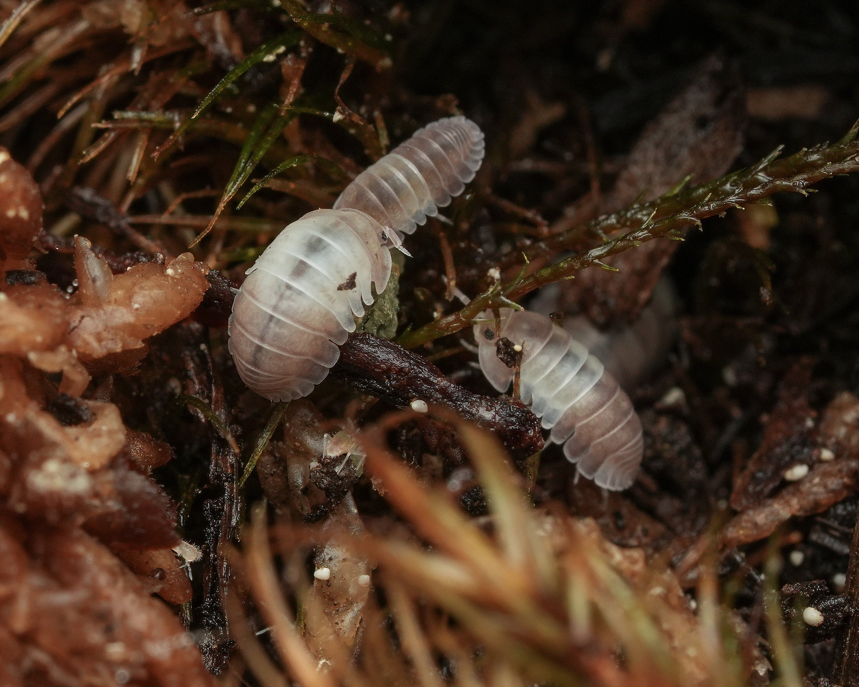 Cubaris Panda King Isopods BCO Mushi cubaris-panda-king-isopods-bco-mushi