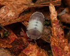 Multicolored pill bug on a leafy background
