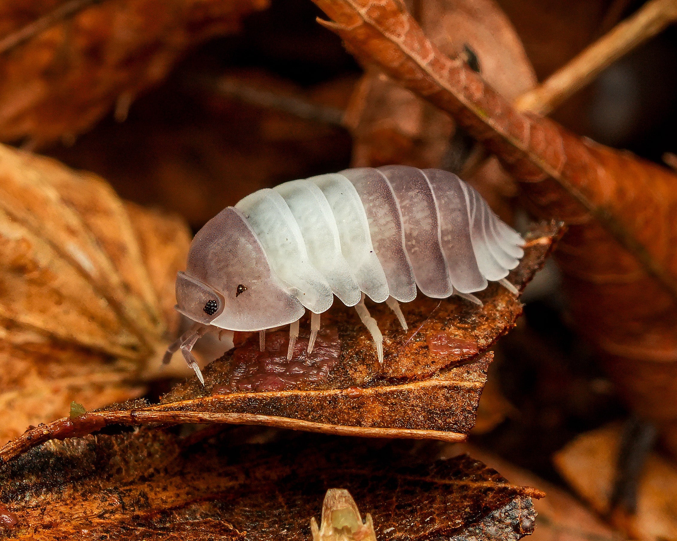 A panda king isopod