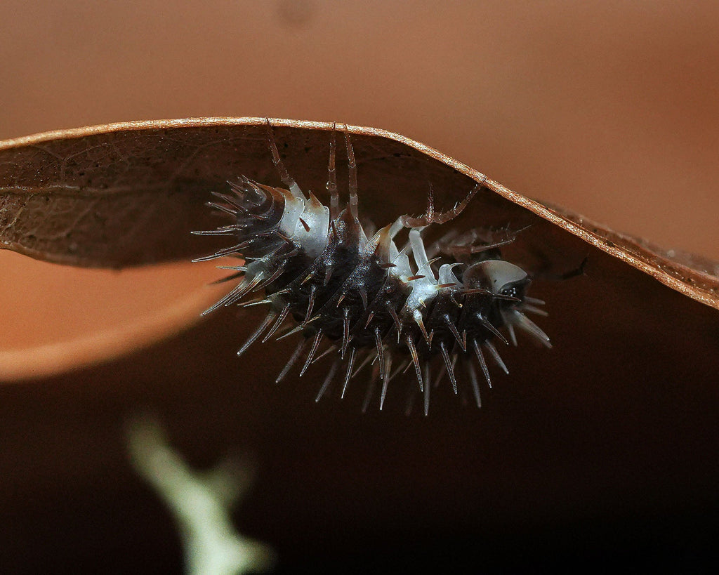 a panda spiky isopod hanging upside down