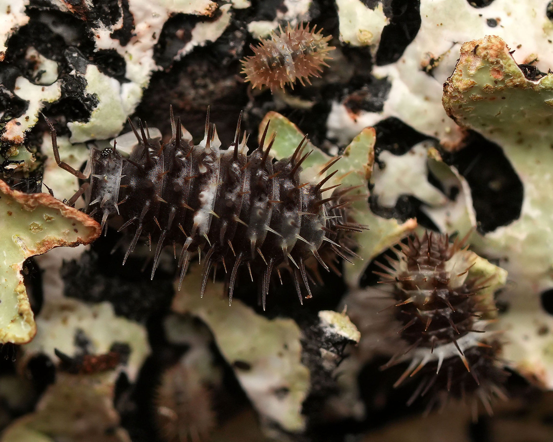 panda spiky in adult, juvenile and baby form