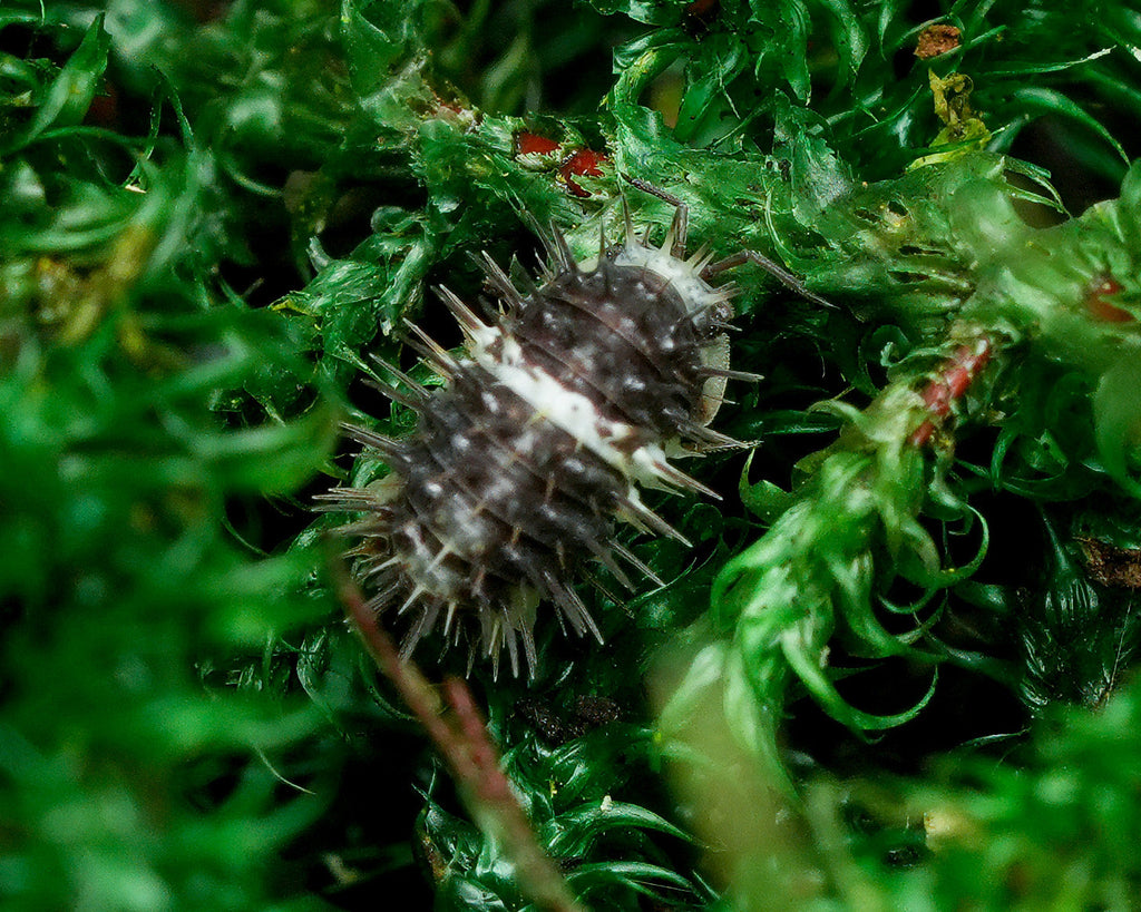 Panda spiky isopod on green moss