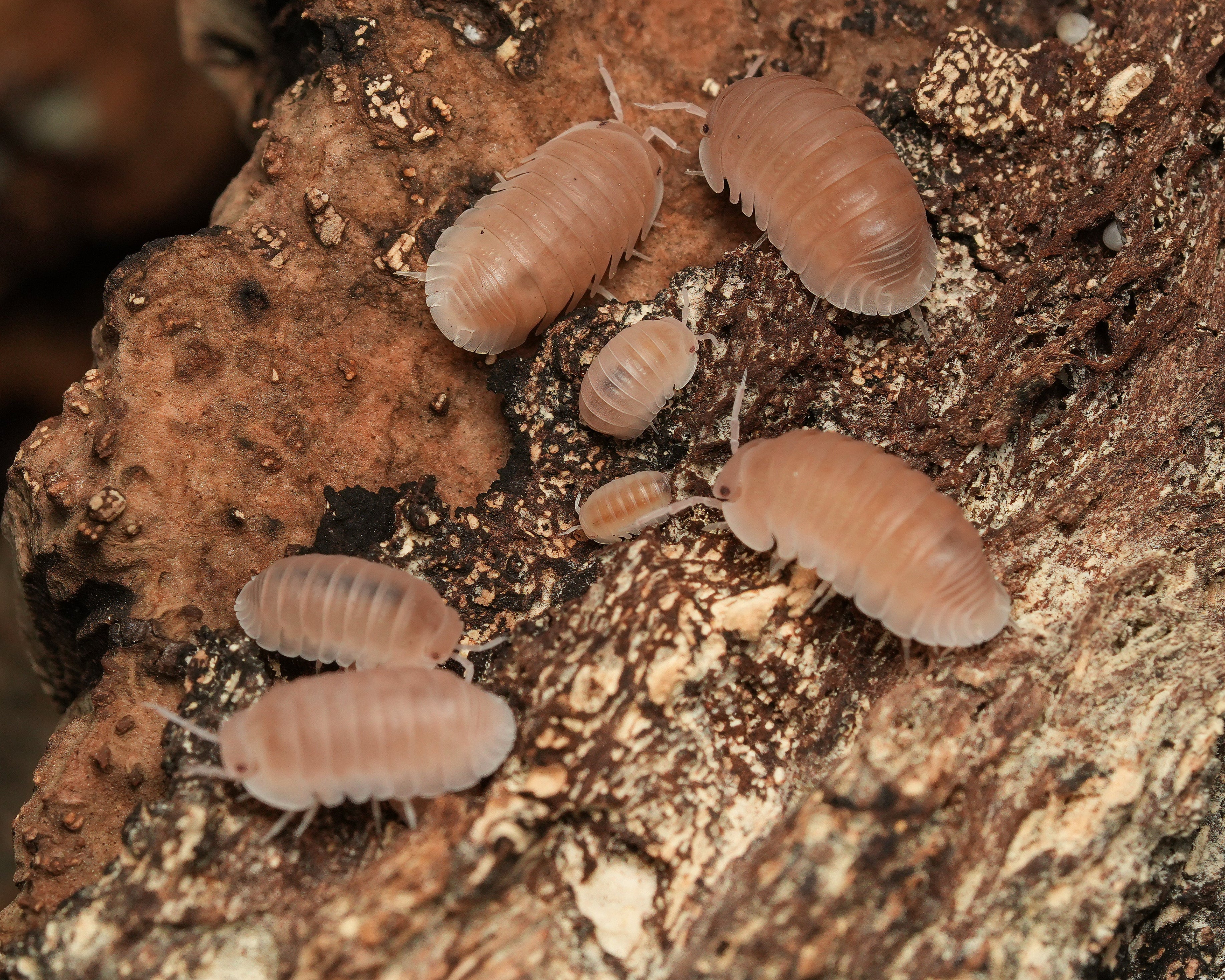 A macro closeup of a few papaya isopods