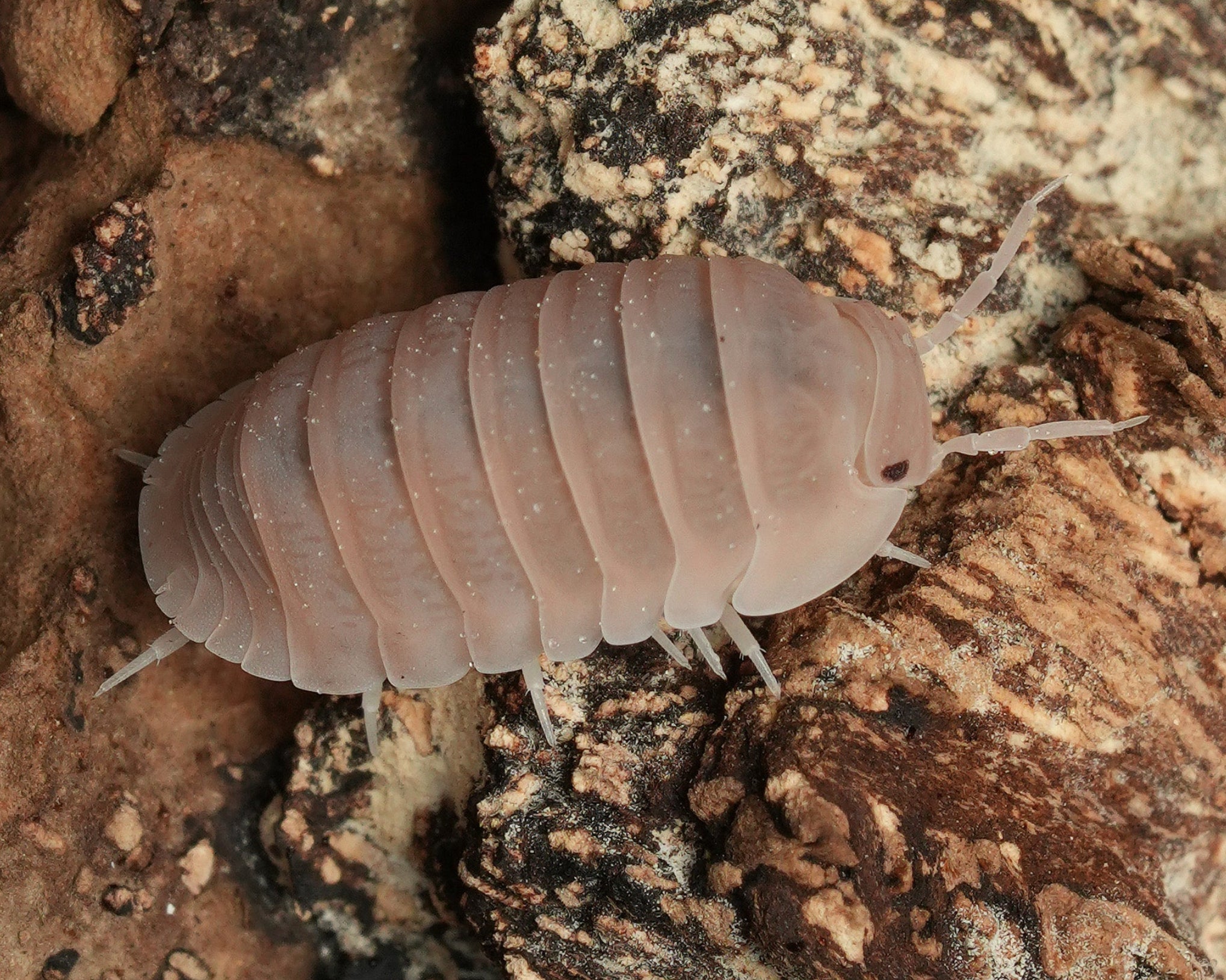 A macro closeup of a papaya