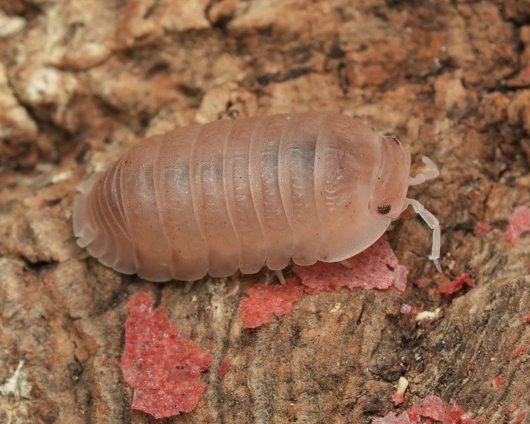 A macro closeup of a papaya