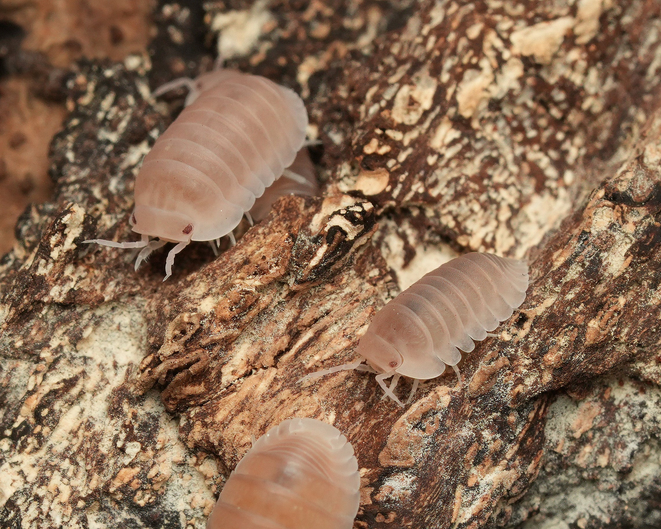 A macro closeup of a few papaya isopods