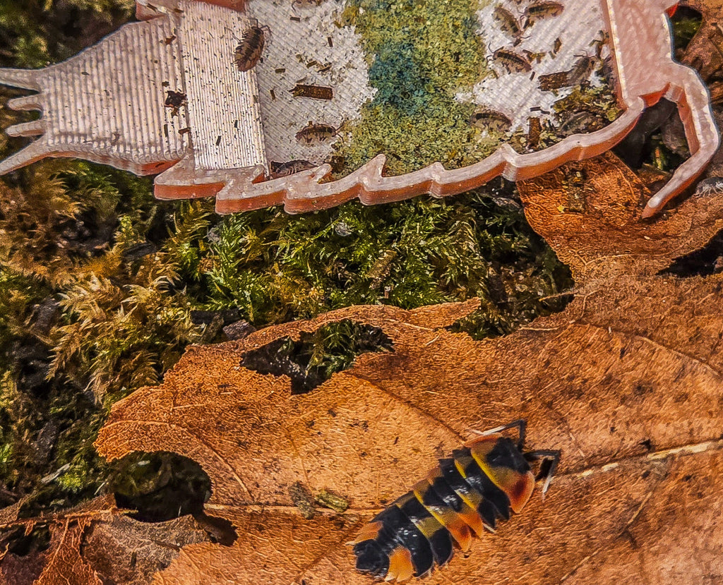 Close-up of a Phoenix isopod on a leaf with a BCO Mushi isopod feeding dish