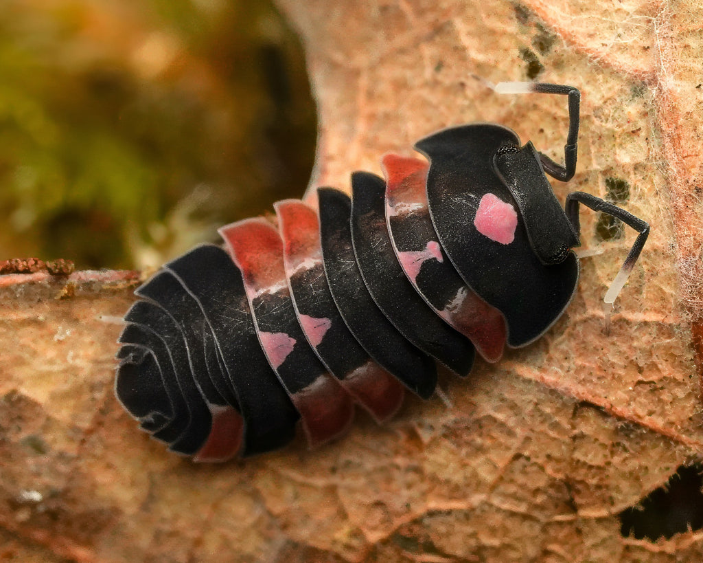 a single red pink lambo