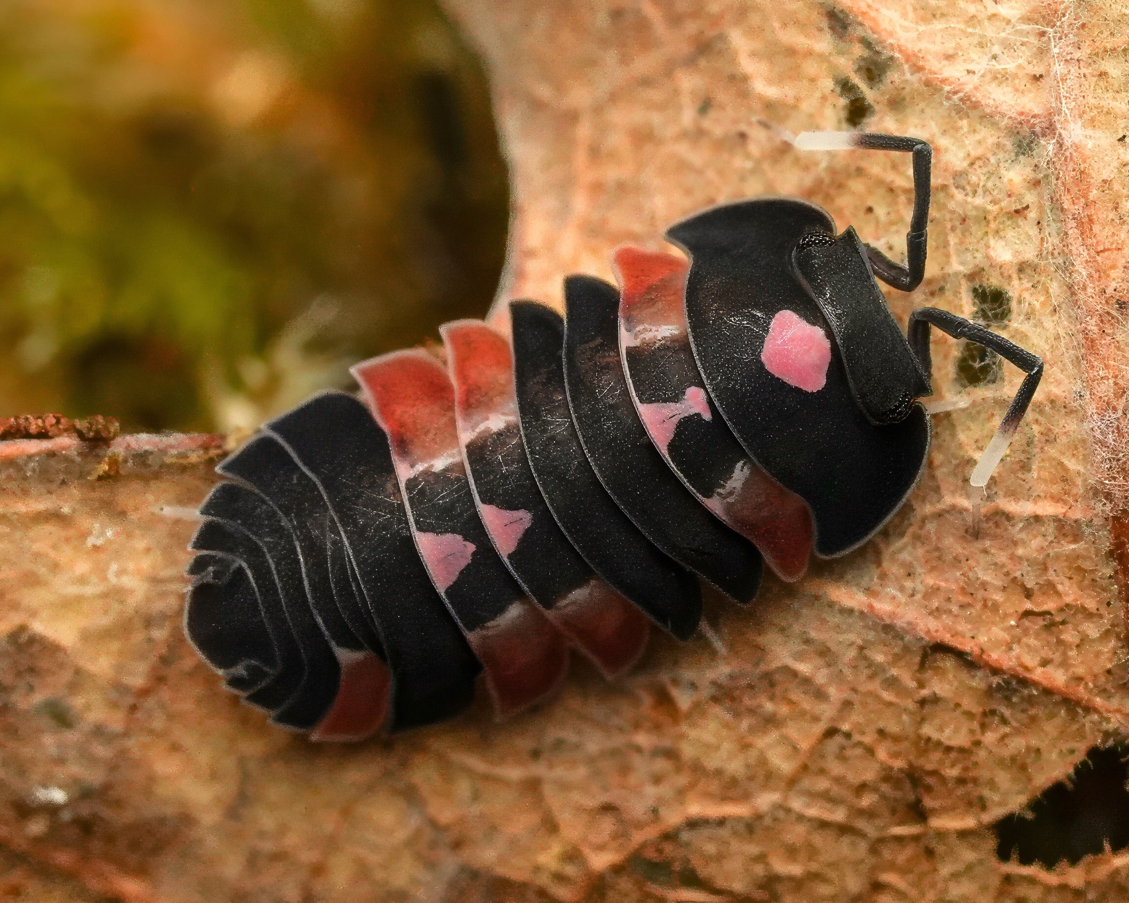 a single red pink lambo