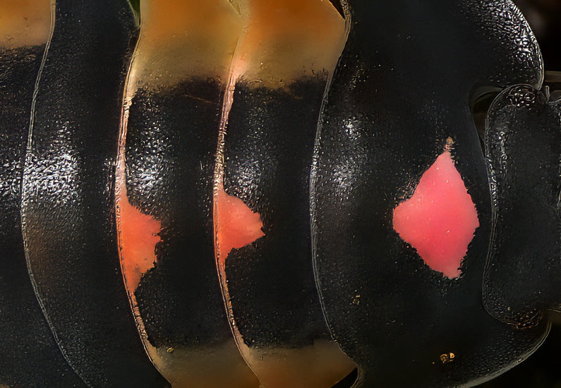 a close up of a pink lambo isopod