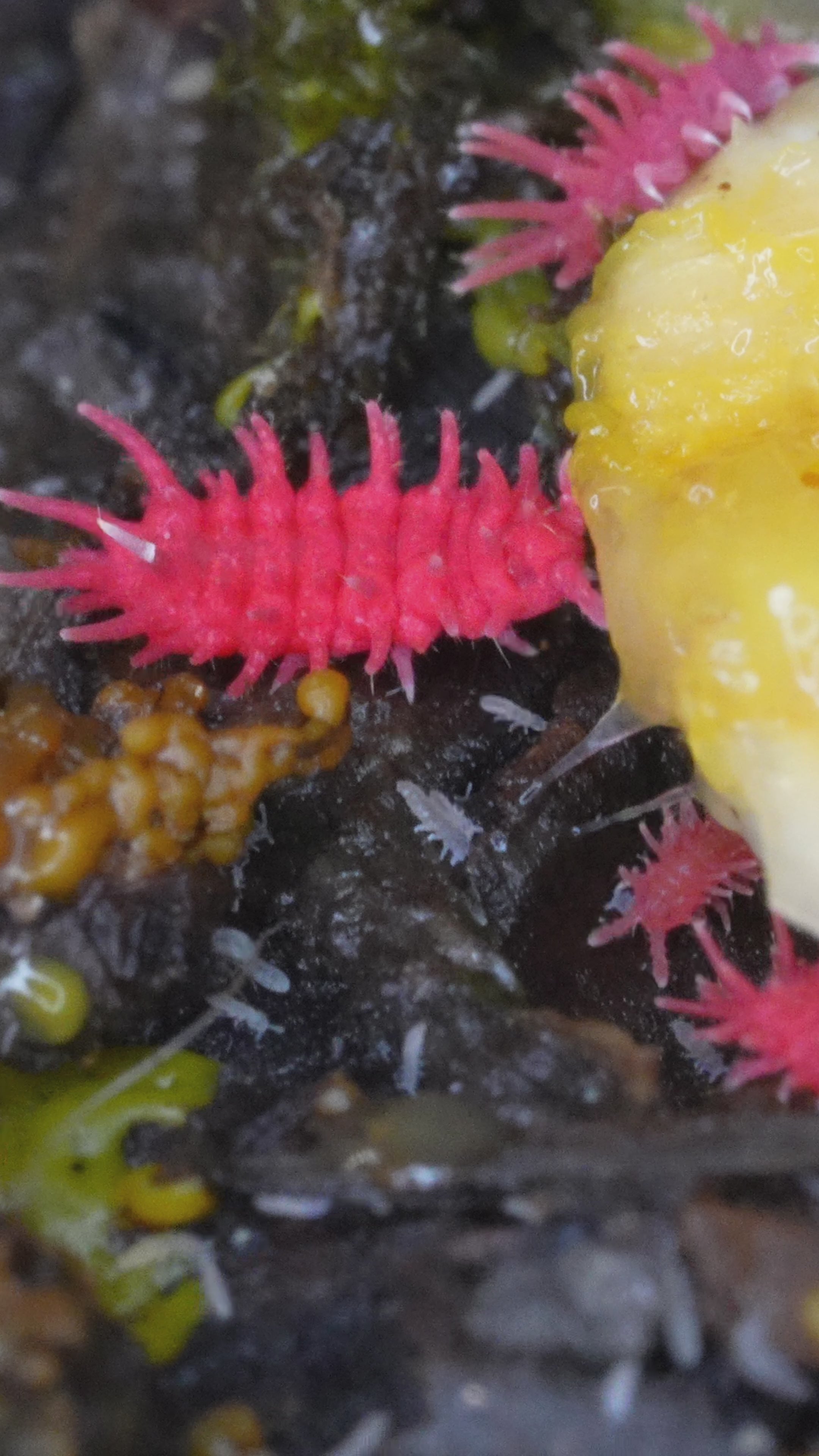 A timelapse of Rambutan springtails