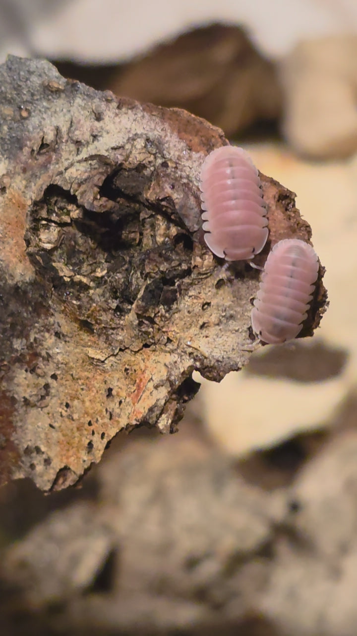 A video of cherry blossom isopods roaming around