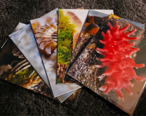 pictures of various isopods