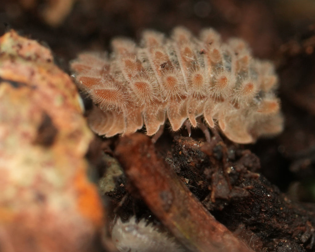 A qilin isopod with a baby isopod