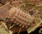 the back side of a qilin isopod