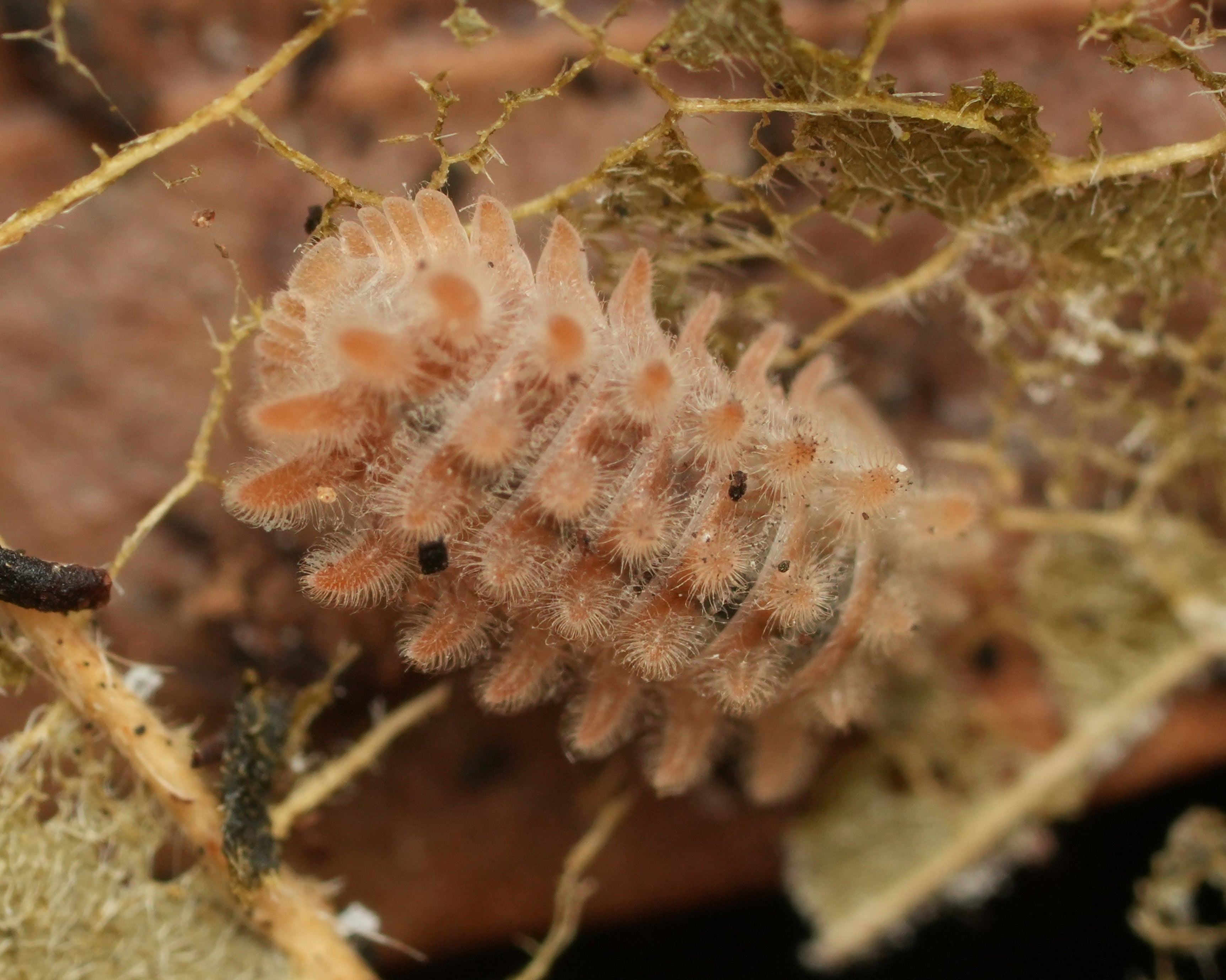 the back side of a qilin isopod