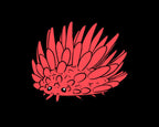 An illustration of a thai rambutan springtail