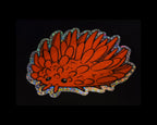 An image of a thai rambutan springtail  glittery sticker