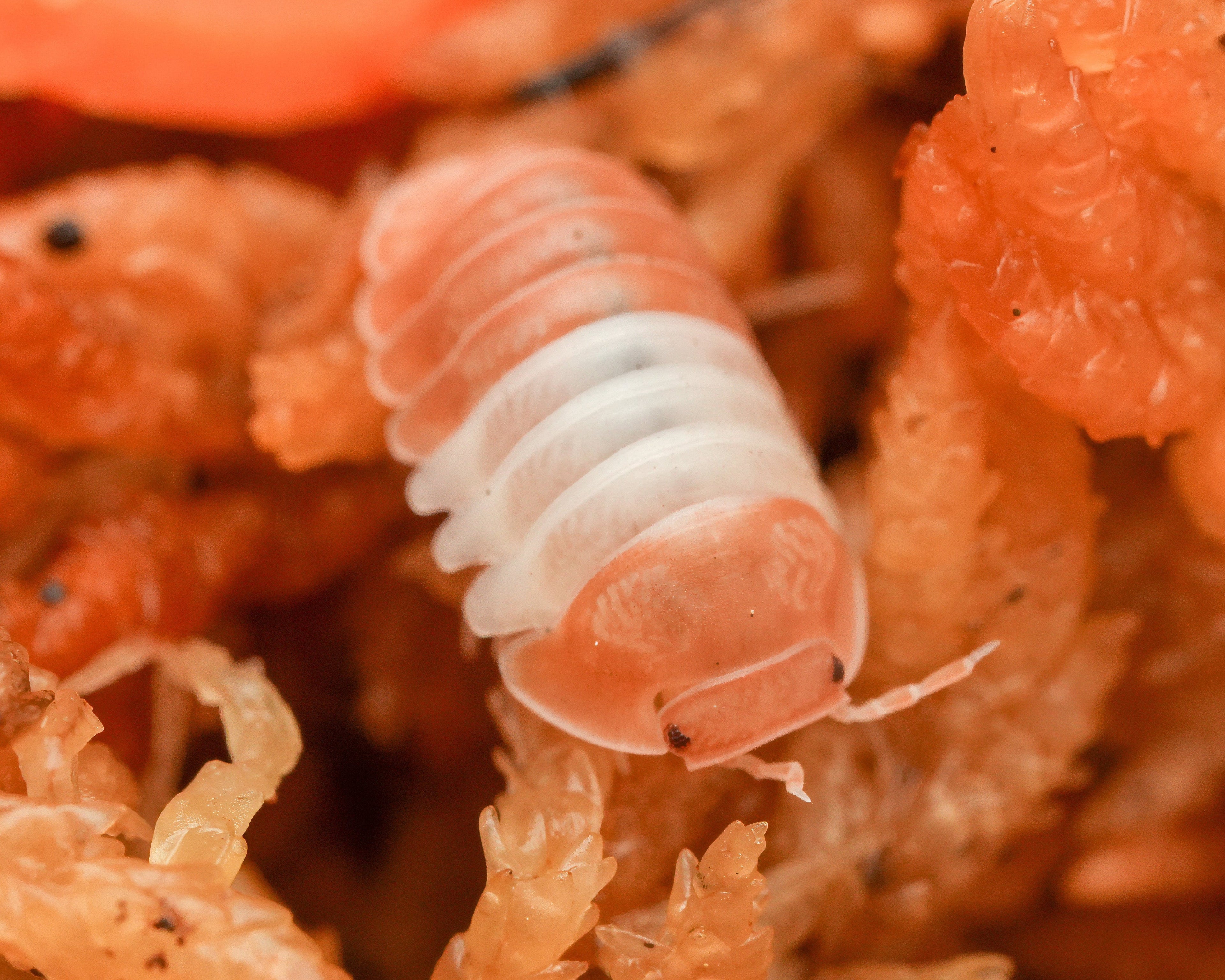 A single red panda king isopod on some moss