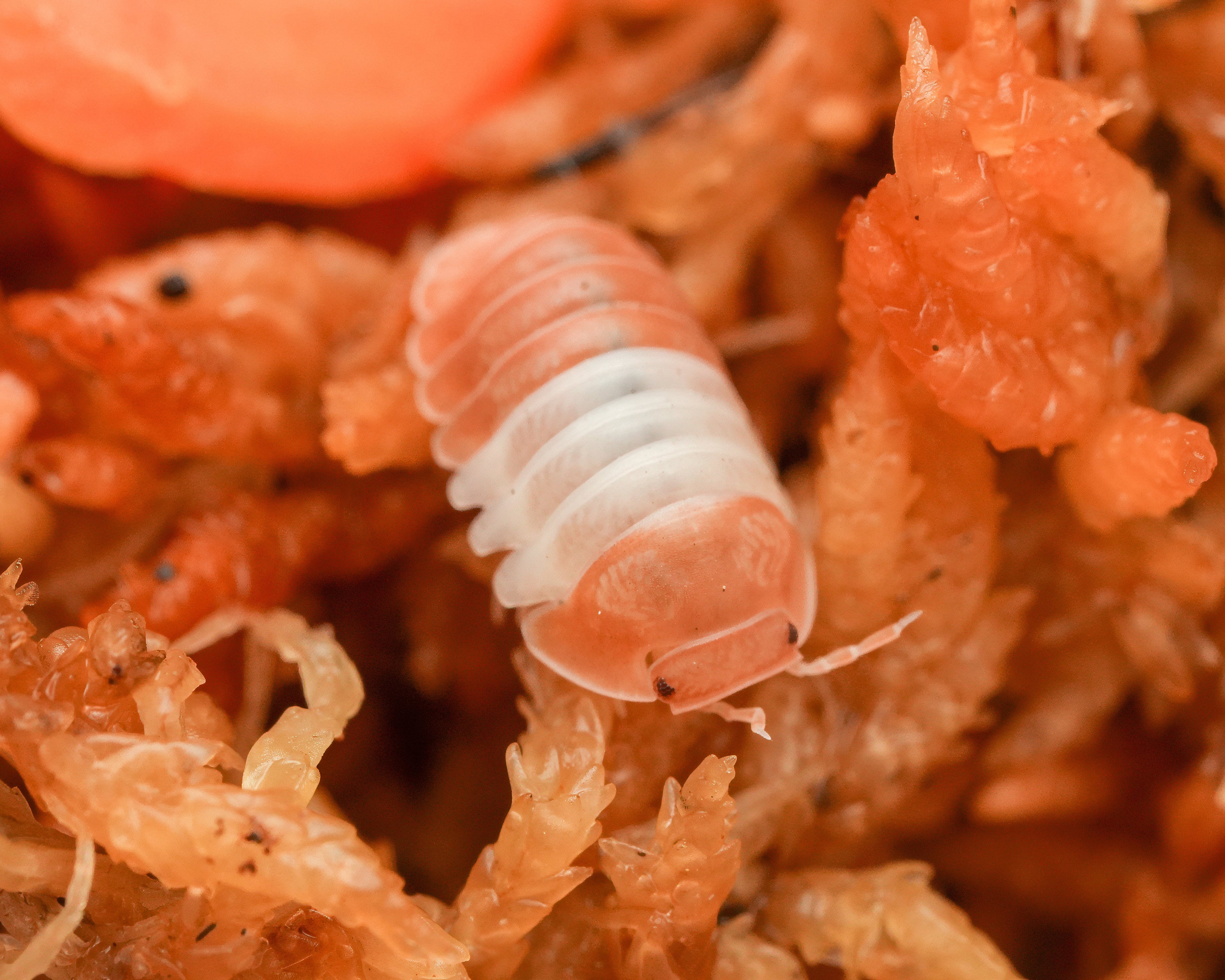 A single red panda king isopod on some moss
