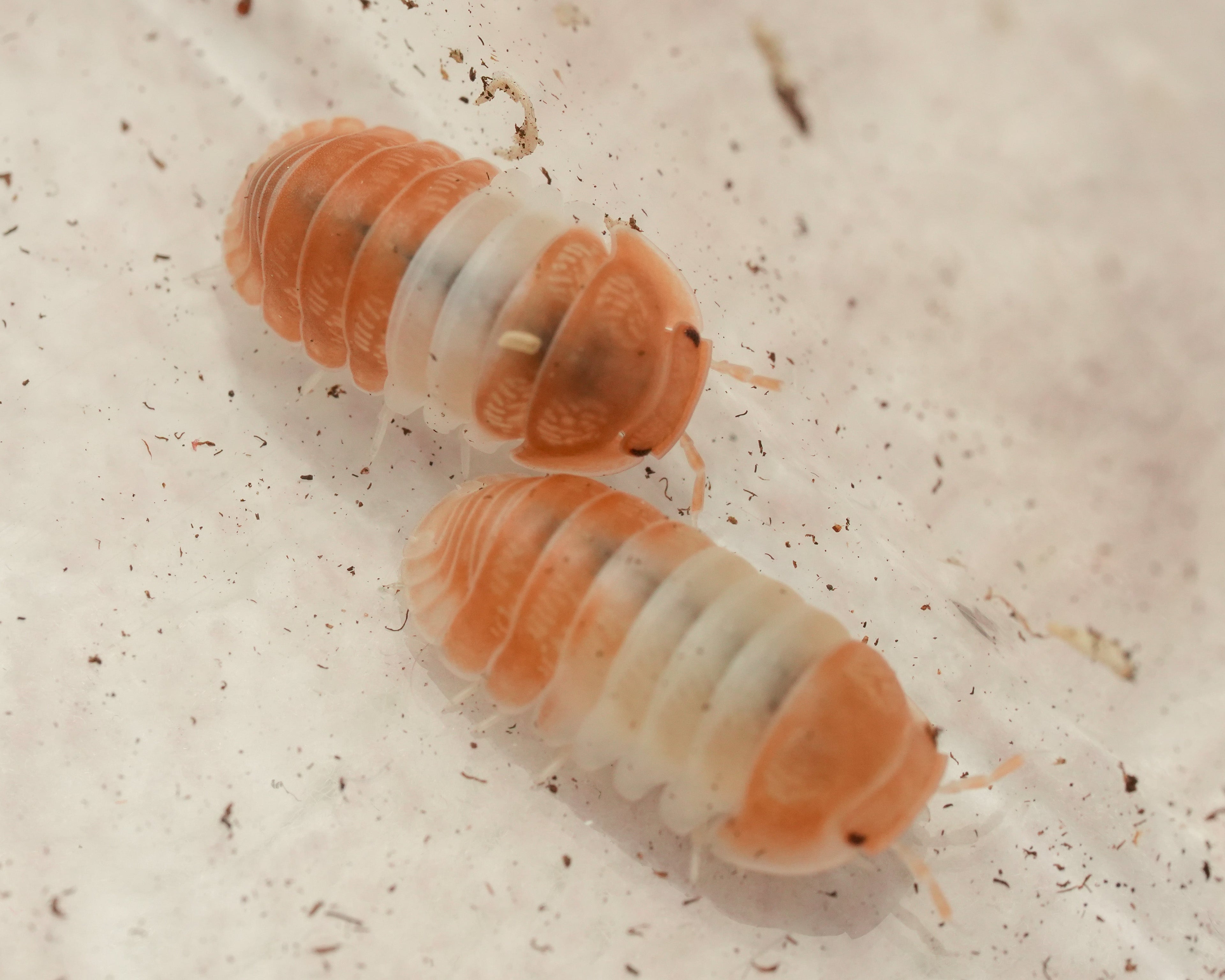 Two red panda king isopods hanging out together