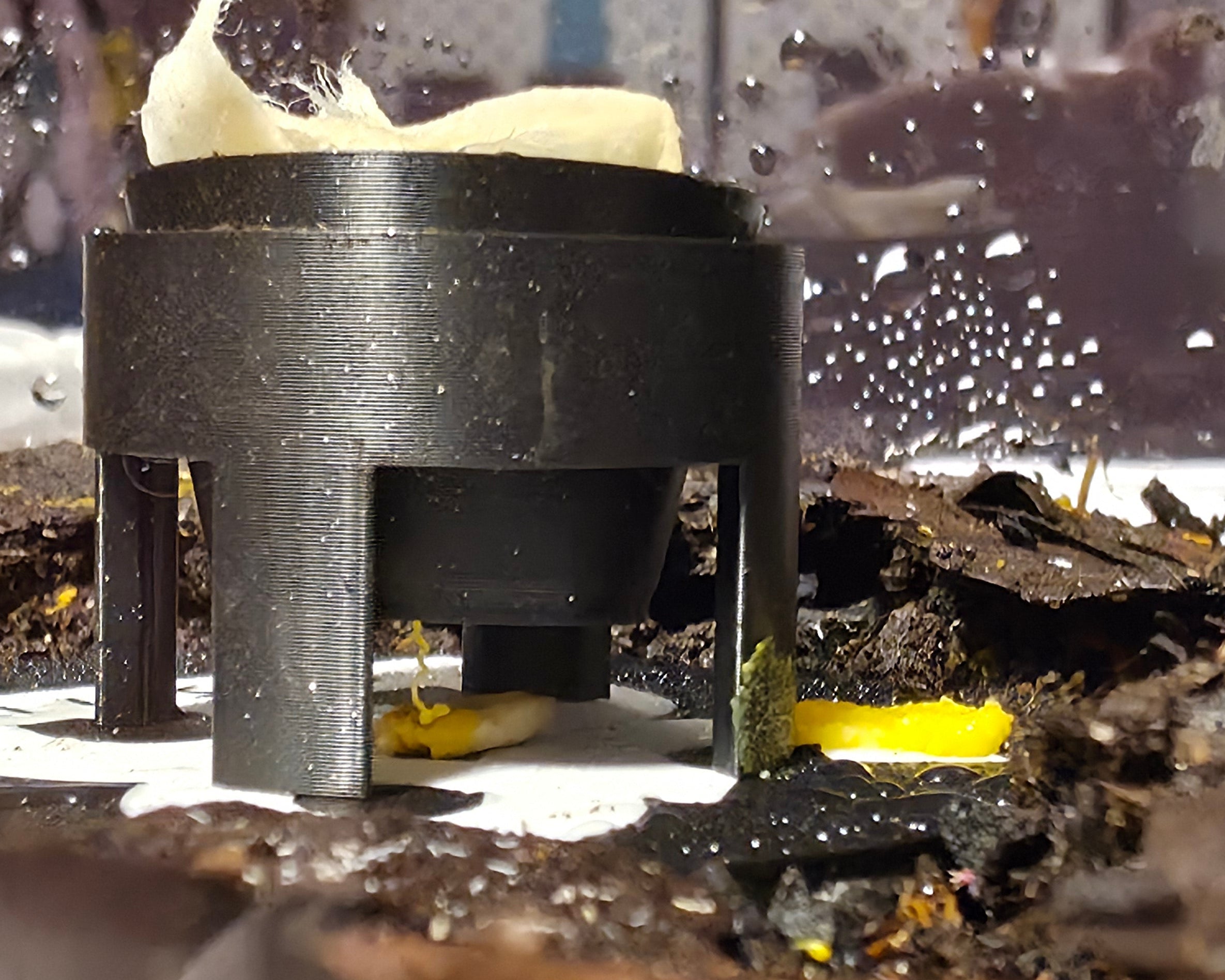 Slime Mould Feeder