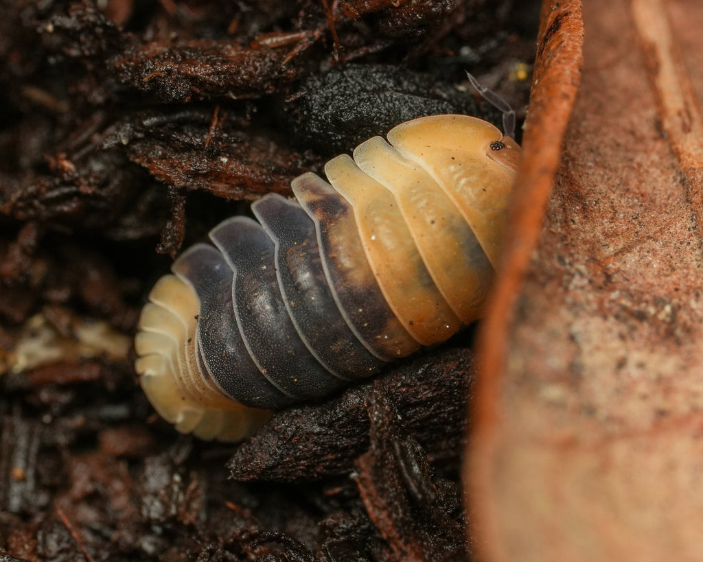 A close up of a rubber bee isopod