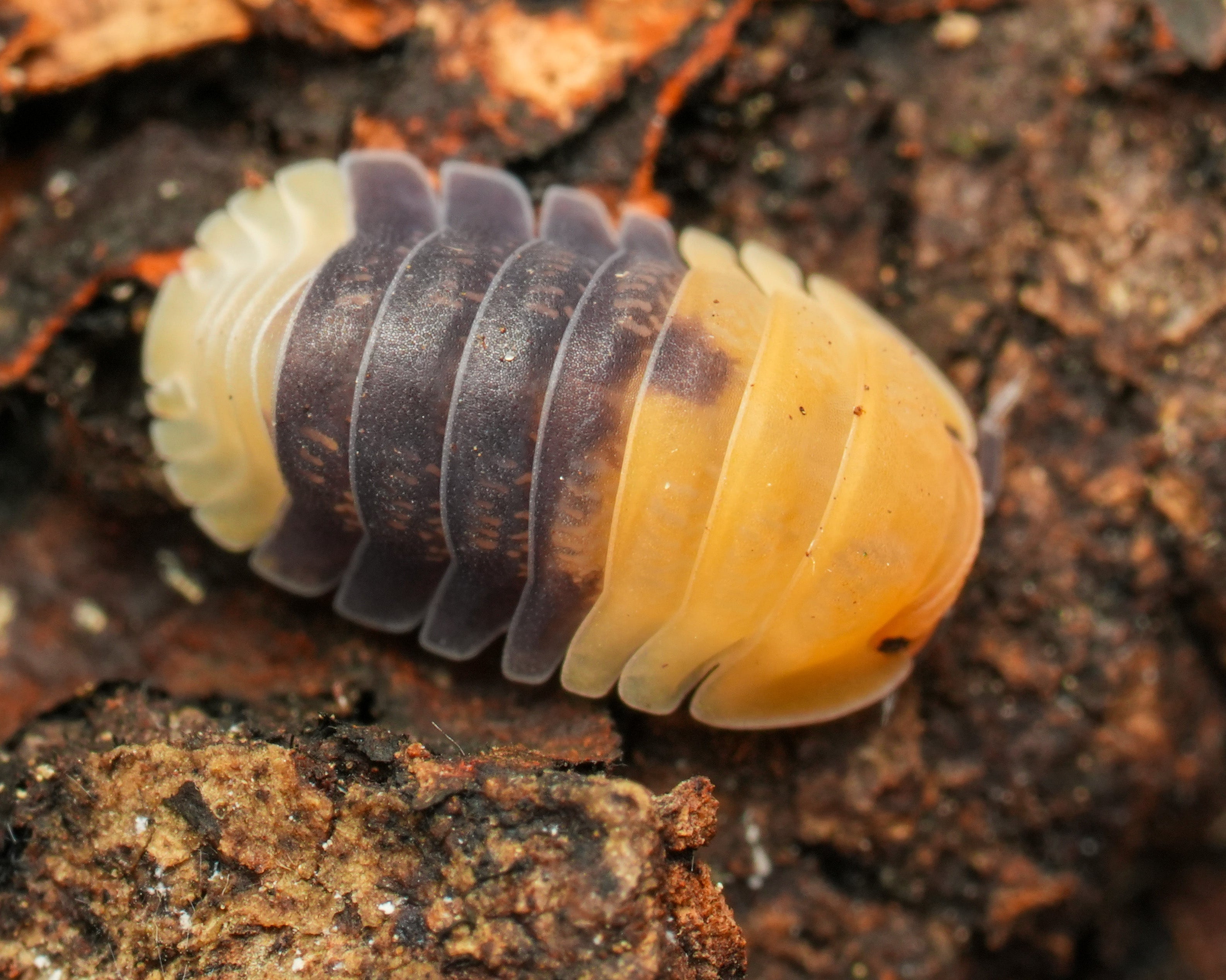 Close-up of a rubber bee isopod on a wooden surface