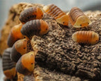 Group of rubber ducky isopods wrapping around a cork bark