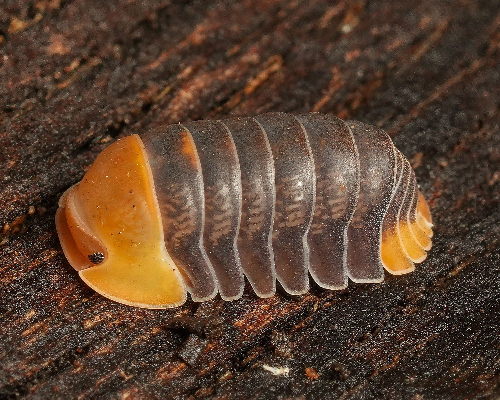 a macro of a rubber ducky isopod