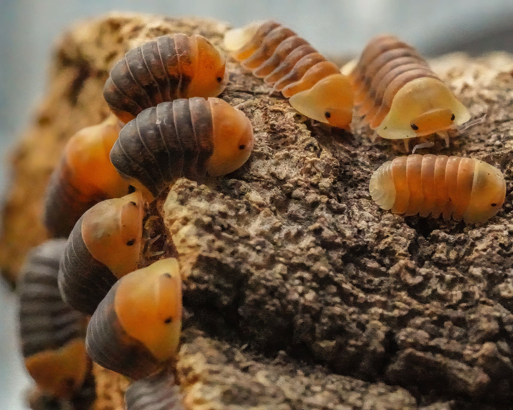a group of rubber ducky isopods