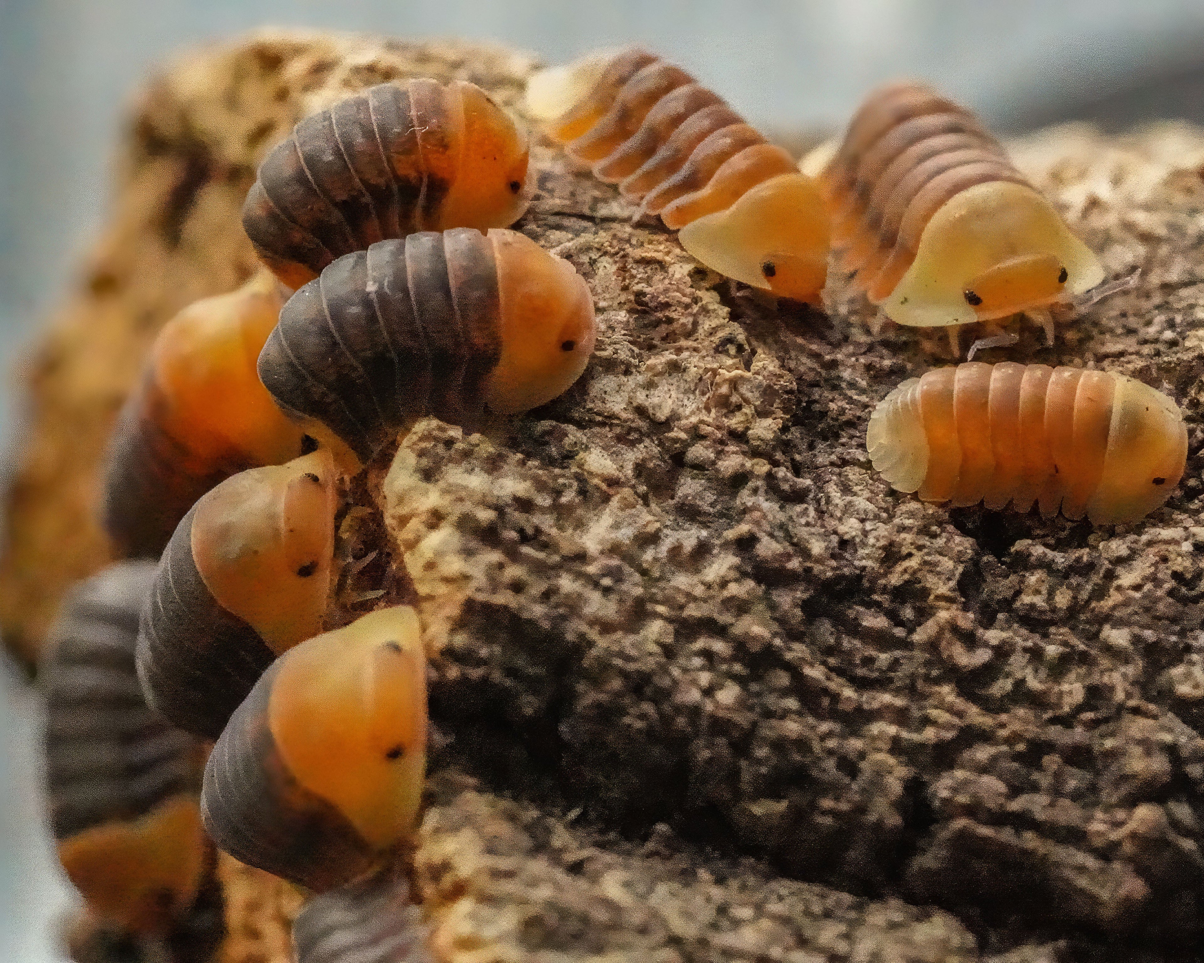 a group of rubber ducky isopods