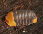 a macro of a rubber ducky isopod