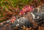 Scarlet isopod with red coloration along with a baby isopod