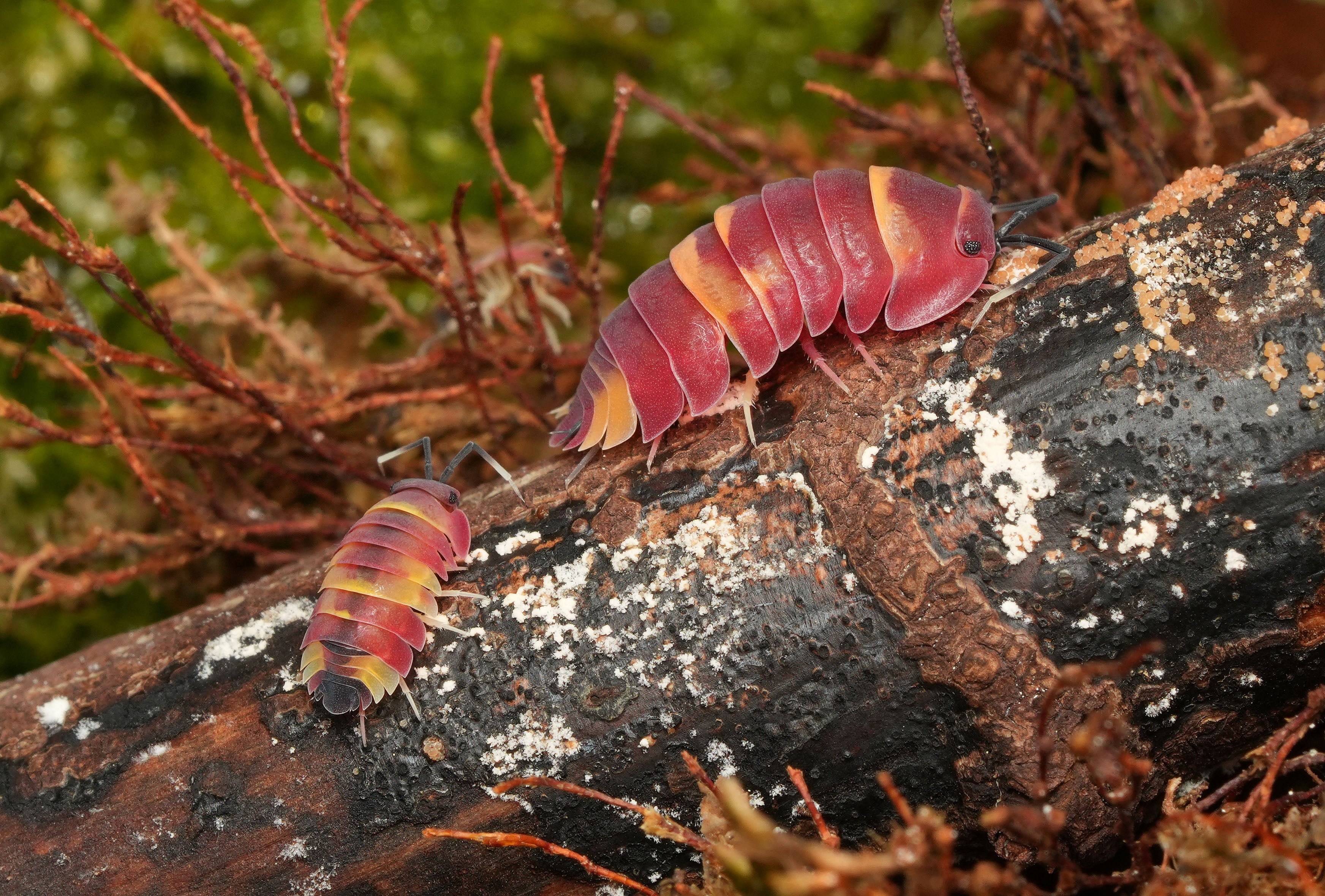 Scarlet isopod with red coloration along with a baby isopod