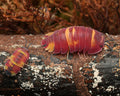 Scarlet isopod with red coloration along with a baby isopod